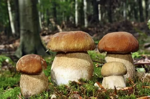 Pilze – Waldfrüchte, die uns fast ganzes Jahr zur Verfügung stehen