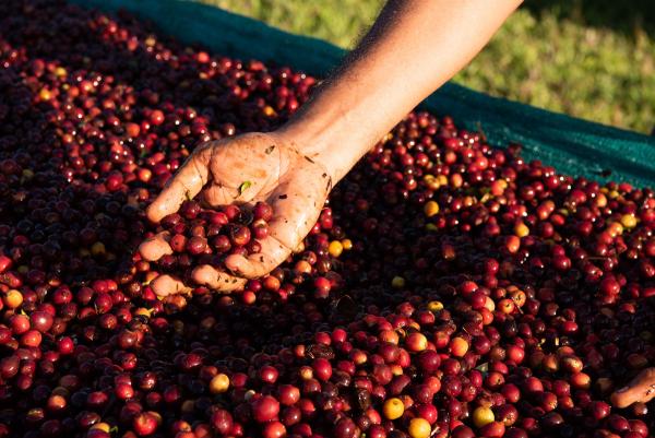 Foto von Specialty-Kaffee von den vulkanischen Hängen Panamas