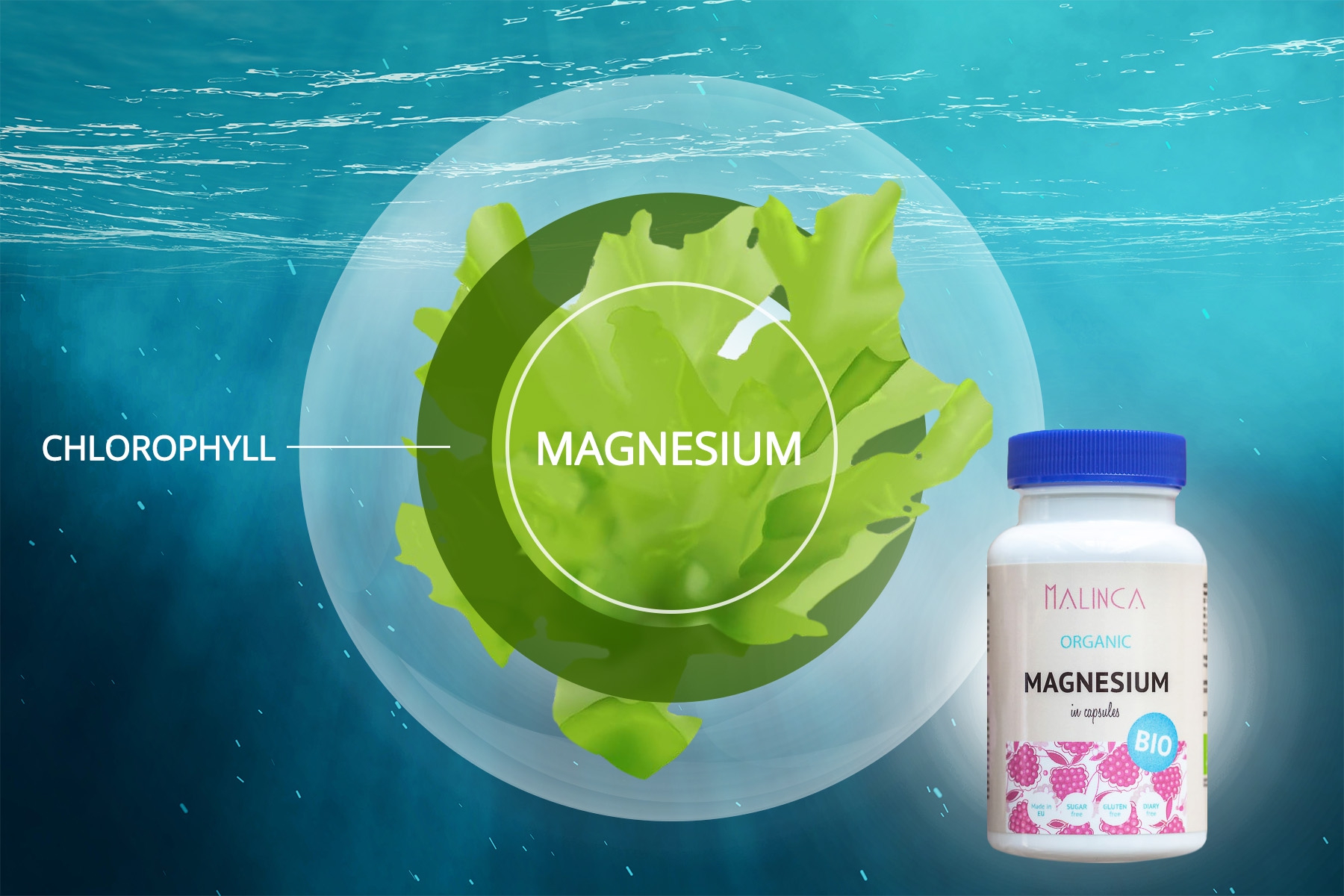 Magnesium in Chlorophyll
